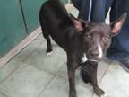 Adopt Winnie a Pit Bull Terrier, Mixed Breed