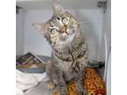 Adopt Helga a Domestic Short Hair