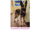 Adopt Dog Kennel #24 Princess a German Shepherd Dog, Mixed Breed