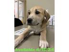 Adopt Dog Kennel #33 a Labrador Retriever, Mixed Breed