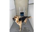 Adopt EVERGREEN a German Shepherd Dog