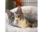 Adopt Beanie a Domestic Shorthair / Mixed (short coat) cat in Ewing