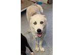 Adopt Frankie a White - with Gray or Silver Husky dog in Bartlesville