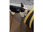 Adopt Castiel a Black & White or Tuxedo Domestic Shorthair (short coat) cat in