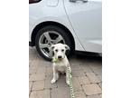 Adopt Mama Bunny pup: Biscuit a White Mixed Breed (Medium) dog in San Diego