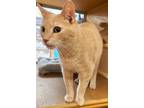 Adopt VIN SCULLY a Tan or Fawn (Mostly) Domestic Shorthair (short coat) cat in