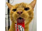 Adopt Big Tex a Orange or Red Domestic Shorthair / Mixed cat in Philadelphia