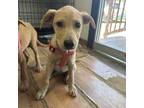 Adopt Tara (Stella) a Tan/Yellow/Fawn Shepherd (Unknown Type) / Mixed dog in