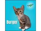 Adopt Burger a Tan or Fawn Tabby Domestic Shorthair / Mixed (short coat) cat in