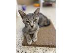 Adopt GiGi a Domestic Shorthair / Mixed (short coat) cat in Little Rock