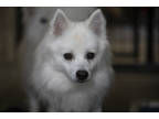 Adopt Frosty a White American Eskimo Dog / Mixed dog in Colorado Springs