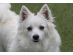 Adopt Ember a White American Eskimo Dog / Mixed dog in Colorado Springs