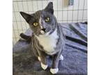 Adopt Cilantro a Gray or Blue Domestic Shorthair / Mixed cat in East Smithfield