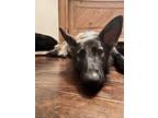 Adopt Aurora a Black - with Tan, Yellow or Fawn German Shepherd Dog / Mixed dog