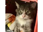 Adopt Chimichonga a Brown or Chocolate Domestic Shorthair / Mixed cat in