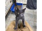 Adopt Patriot a Gray or Blue Domestic Shorthair / Mixed cat in East Smithfield