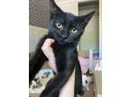 Adopt Thunder OK a Domestic Shorthair / Mixed (short coat) cat in Fort Lupton