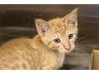 Adopt Tortilla a Orange or Red Domestic Mediumhair / Domestic Shorthair / Mixed