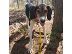 Adopt Blossom a Treeing Walker Coonhound