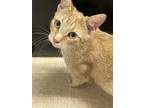 Adopt Harvest Apple a Orange or Red Domestic Shorthair / Domestic Shorthair /