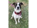 Adopt Ace a White American Pit Bull Terrier / Mixed dog in Bowling Green