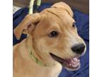 Adopt Seb a Tan/Yellow/Fawn Mixed Breed (Medium) / Mixed dog in Las Cruces