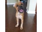 Adopt Rose Lavelle a Tan/Yellow/Fawn Shepherd (Unknown Type) / Mixed dog in