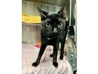 Adopt Rosie a Domestic Short Hair