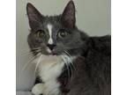 Adopt Boots a Domestic Medium Hair