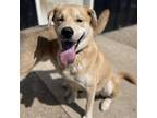 Adopt Ozzy (Bonded to Jo) a Tan/Yellow/Fawn Labrador Retriever / Mixed dog in