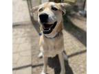 Adopt Jo (Bonded to Ozzy) a Tan/Yellow/Fawn German Shepherd Dog / Mixed dog in