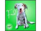 Adopt Ford a White - with Brown or Chocolate Australian Shepherd dog in Troy