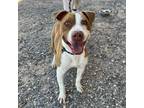 Adopt Boo Radley a Brown/Chocolate Pit Bull Terrier / Mixed dog in El Paso