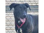 Adopt Twinkle a Black Labrador Retriever / Mixed dog in Austin, TX (38852946)