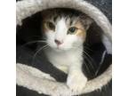 Adopt Mac a Calico or Dilute Calico Domestic Shorthair / Mixed cat in Easton