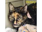 Adopt Victory a Domestic Shorthair / Mixed (short coat) cat in Cambridge