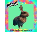 Adopt Rebel a Netherland Dwarf / Mixed (short coat) rabbit in Elizabethtown