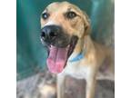 Adopt Happy a Tan/Yellow/Fawn Labrador Retriever / Mixed dog in Donalsonville