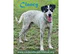 Adopt Clancy a White - with Black Pointer dog in Mission, TX (38657325)