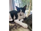 Adopt Domino a Domestic Shorthair (short coat) cat in Fort Walton Beach
