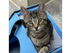 Adopt Ella / Harris (F) a Gray or Blue Domestic Shorthair / Mixed cat in Arab