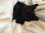 Adopt Phantom a All Black American Shorthair / Mixed (short coat) cat in