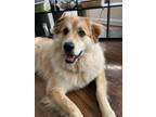 Adopt Bella a Tan/Yellow/Fawn - with White Australian Cattle Dog / Great