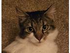 Adopt Mimi a Tiger Striped Domestic Mediumhair / Mixed (medium coat) cat in