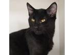 Adopt Leah a All Black Domestic Shorthair / Domestic Shorthair / Mixed cat in