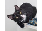 Adopt Zeus a All Black Domestic Shorthair / Domestic Shorthair / Mixed cat in