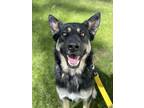 Adopt Jarvis a Black German Shepherd Dog / Mixed dog in Bridgeport