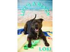 Adopt Loki a Black Mixed Breed (Large) / Mixed dog in Fallston, MD (37113421)