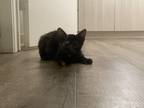 Adopt Mouse a Tortoiseshell Domestic Shorthair / Mixed (short coat) cat in