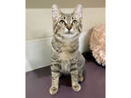 Adopt Canyon a Brown or Chocolate Domestic Shorthair / Domestic Shorthair /